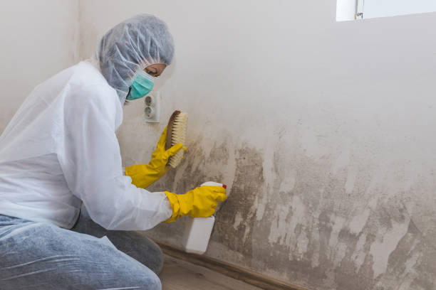 Attic Mold Removal in Holden Heights, FL